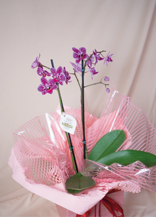 Orquídea