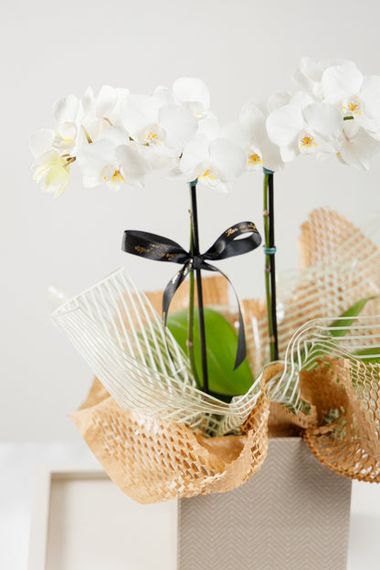 Orquídea