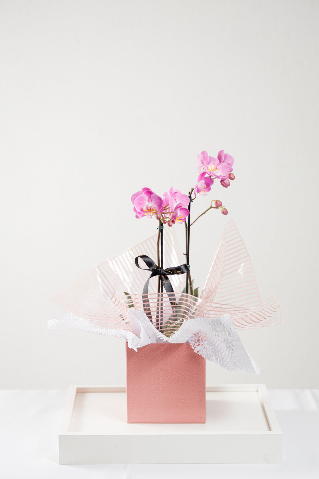 Orquídea