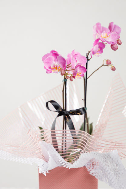 Orquídea