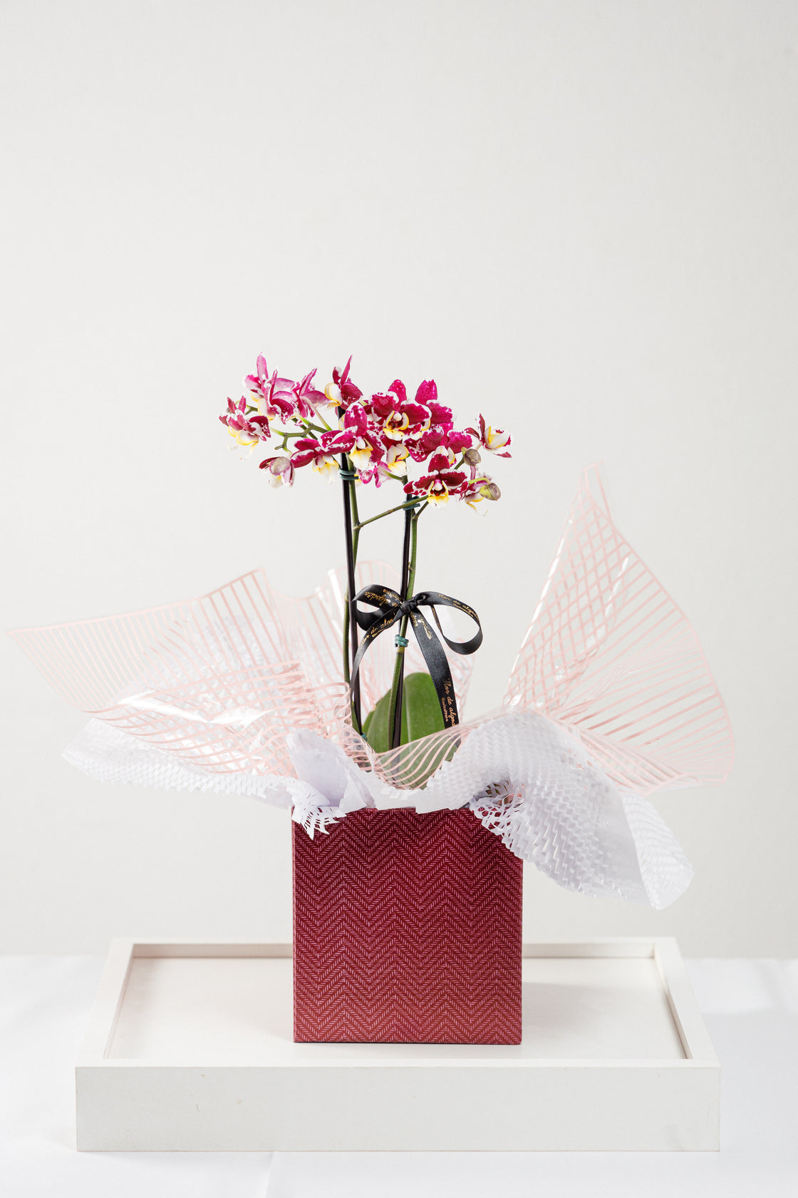 Orquídea
