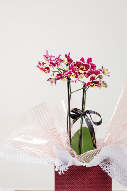 Orquídea