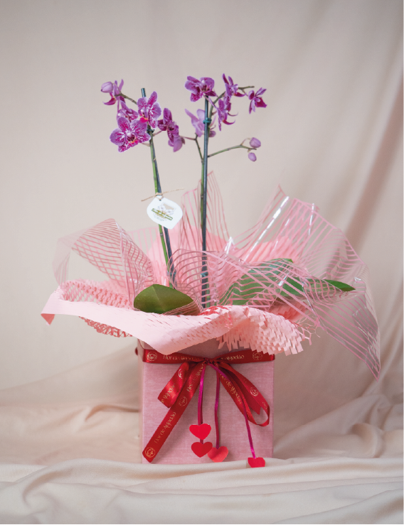 Orquídea