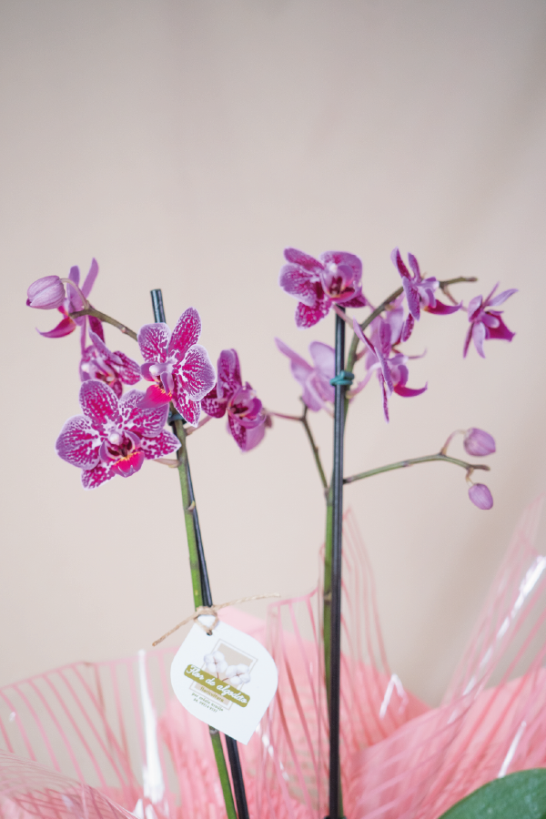 Orquídea